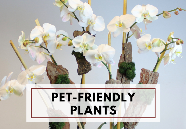 Pet Friendly Indoor Plants and Tools
